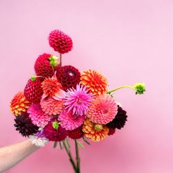 Penny and Clover - Michigan Dahlias