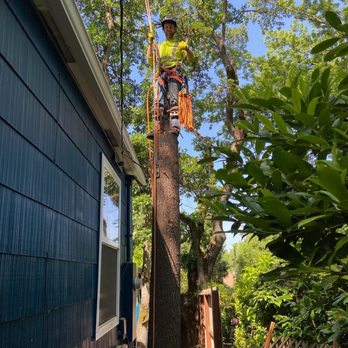 Zero Gravity Tree Service - Fir tree removal - Tree Services Near Me Zero Gravity Tree Service - Fir tree removal - Tree Services Near Me