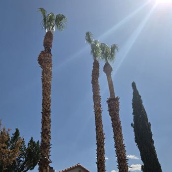 Express Landscapes - 3 palm tree trimmed quickly for an unbeatable price. - Landscaping Near Me - Las Vegas, Nevada