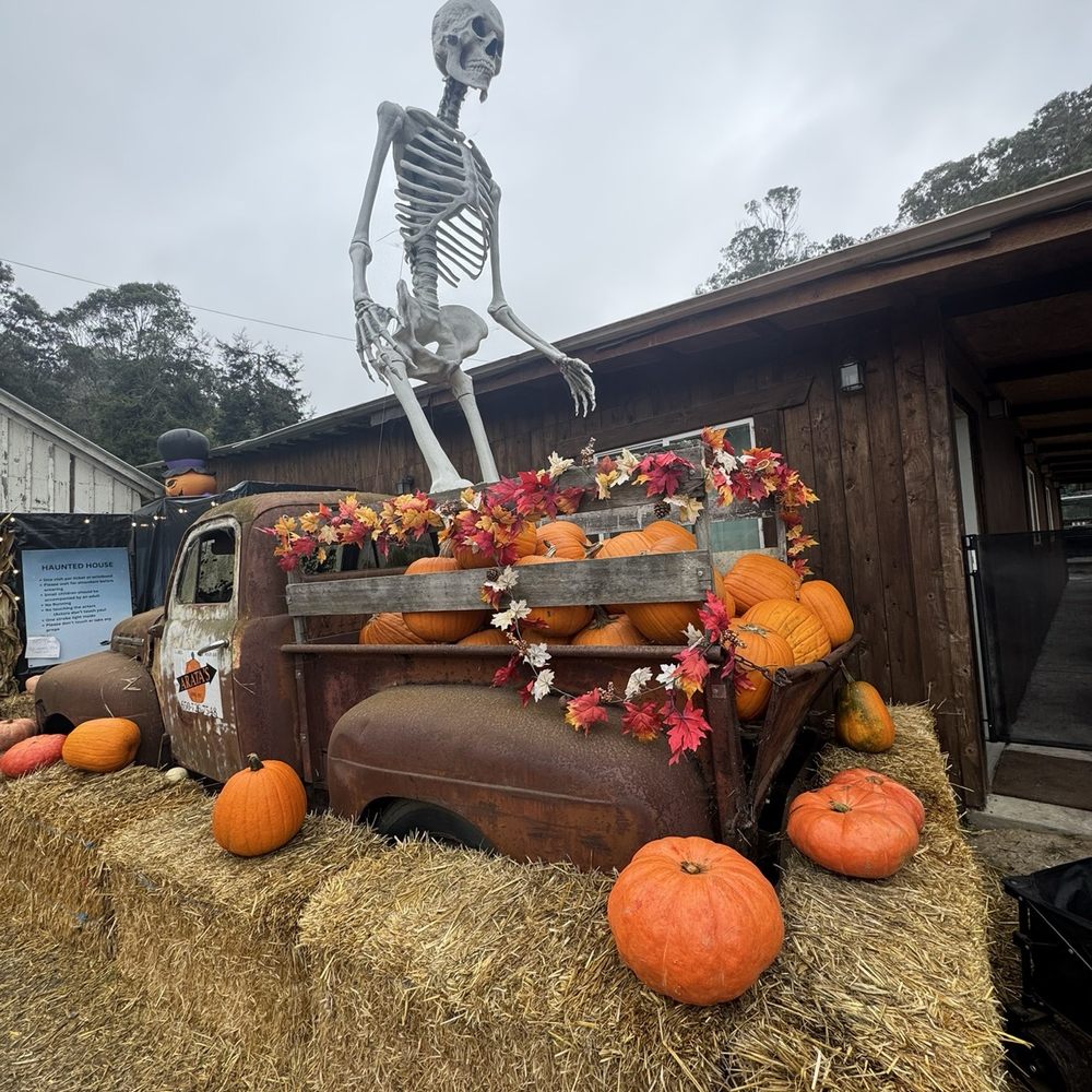 Arata's Pumpkin Farm - Christmas Trees Near Me - Half Moon Bay, California Arata's Pumpkin Farm - Christmas Trees Near Me - Half Moon Bay, California