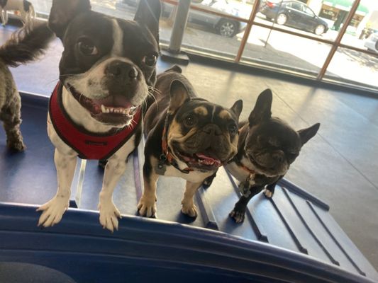 Dog Daycare and Boarding - Take a look at some of the dogs who have joined us for daycare or boarding.