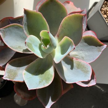 Succulent Gardens - Echeveria afterglow - Nurseries & Gardening Near Me - Castroville, California