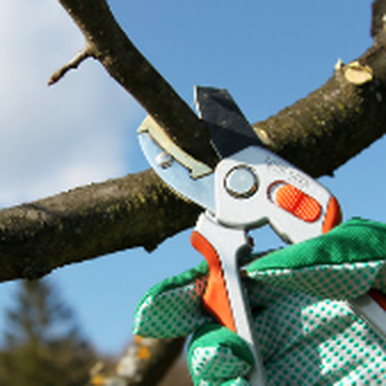 Any Time Tree Specialist - Tree Services Near Me Any Time Tree Specialist - Tree Services Near Me