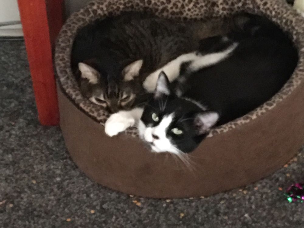 FELINE HYPERTHYROID TREATMENT CENTER 12 Reviews Veterinarians