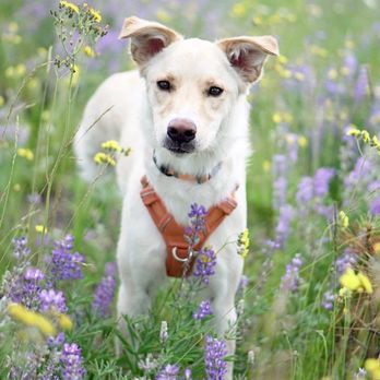 Pawtraits By Tass - Pet Photography Near Me Pawtraits By Tass - Pet Photography Near Me