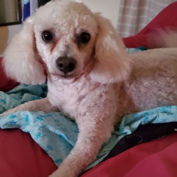 Grooming With Love - My boy Bichon shave down for these hot days. Thank you Olga - Pet Groomers Near Me - Bell Gardens, California Grooming With Love - My boy Bichon shave down for these hot days. Thank you Olga - Pet Groomers Near Me - Bell Gardens, California