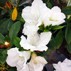 Sakioka Wholesale Nursery