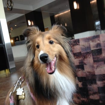 Olde Towne Pet Resort - Pet Sitting Near Me - Sterling, Virginia