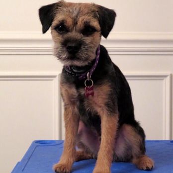 Haddonfield Groomer - Higgins- yes I do handstrip - Pet Groomers Near Me - Haddonfield, New Jersey Haddonfield Groomer - Higgins- yes I do handstrip - Pet Groomers Near Me - Haddonfield, New Jersey