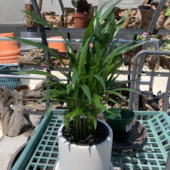 Green Thumb Nursery - Cat palm! - Nurseries & Gardening Near Me - Santa Clarita, California Green Thumb Nursery - Cat palm! - Nurseries & Gardening Near Me - Santa Clarita, California