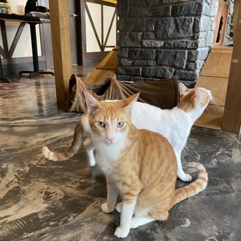 Seattle Meowtropolitan - Fred - Themed Cafes Near Me - Seattle, Washington Seattle Meowtropolitan - Fred - Themed Cafes Near Me - Seattle, Washington