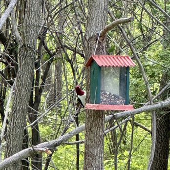 Woodhaven Lakes - Red-Headed Woodpecker is excited to see what I brought him - Playgrounds Near Me - Sublette, Illinois Woodhaven Lakes - Red-Headed Woodpecker is excited to see what I brought him - Playgrounds Near Me - Sublette, Illinois