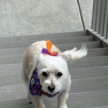 Spawlash Pet Salon - Pet Groomers Near Me - Northglenn, Colorado Spawlash Pet Salon - Pet Groomers Near Me - Northglenn, Colorado