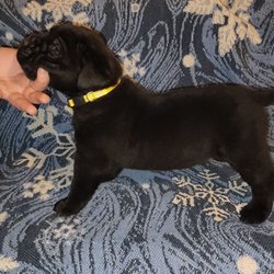 Hildegarde Kennels