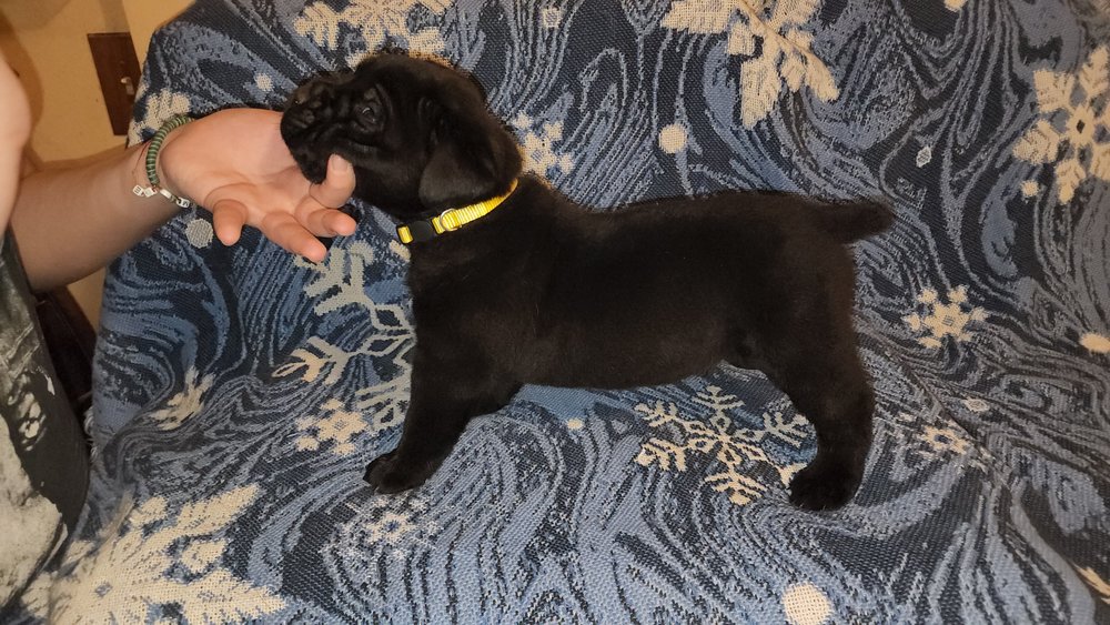 HILDEGARDE KENNELS 13 Photos Klamath Falls , Oregon Pet Breeders Phone Number Yelp