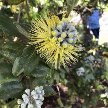 O'o Farms - Food Tours Near Me - Kula, Hawaii O'o Farms - Food Tours Near Me - Kula, Hawaii