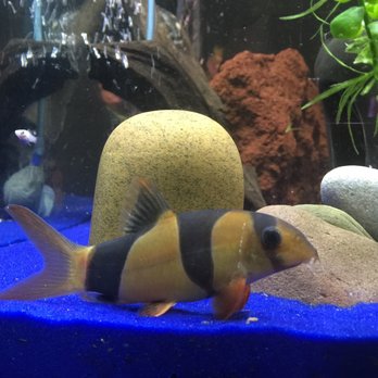 The Fish Place - One of my clown loaches purchased from The Fish Place in NT - Aquarium Services Near Me - North Tonawanda, New York The Fish Place - One of my clown loaches purchased from The Fish Place in NT - Aquarium Services Near Me - North Tonawanda, New York