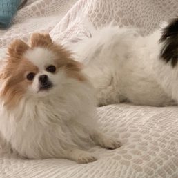 Kali & Gigi, our beautiful (and not always patient) Pomeranians Kali & Gigi, our beautiful (and not always patient) Pomeranians