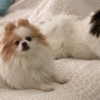 Village Pet Salon - Kali & Gigi, our beautiful (and not always patient) Pomeranians - Pet Groomers Near Me - La Mesa, California Village Pet Salon - Kali & Gigi, our beautiful (and not always patient) Pomeranians - Pet Groomers Near Me - La Mesa, California