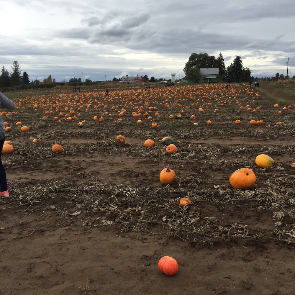 Eleven Acres Farm - a young girl in a field of pumpkins - Farmers Market Near Me - Mead, Washington Eleven Acres Farm - a young girl in a field of pumpkins - Farmers Market Near Me - Mead, Washington