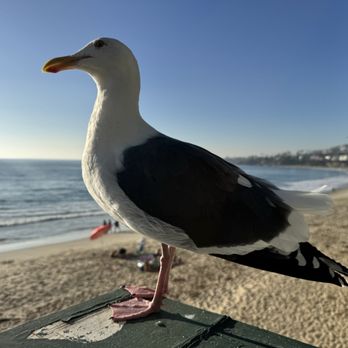 Driftwood Kitchen - Feathered friend. - Seafood Near Me - Laguna Beach, California Driftwood Kitchen - Feathered friend. - Seafood Near Me - Laguna Beach, California