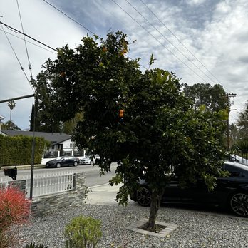 Tzuban Tree Services - Before - Tree Services Near Me Tzuban Tree Services - Before - Tree Services Near Me
