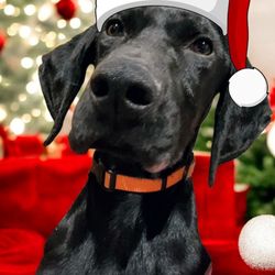 Cady Falls Grooming - Is it Christmas time already merry Christmas to everybody