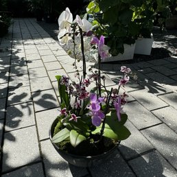Customized plant arrangement. Customized plant arrangement.