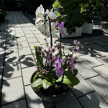 MiMo Garden Center - Customized plant arrangement. - Nurseries & Gardening Near Me - Miami, Florida MiMo Garden Center - Customized plant arrangement. - Nurseries & Gardening Near Me - Miami, Florida