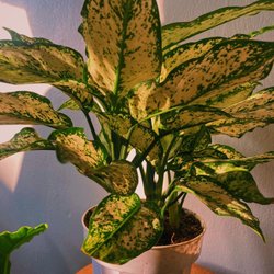 Planttas Plant Shop