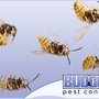 Photo of Budget Pest Control