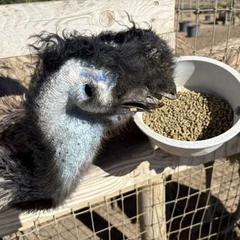 Ostrichland USA - Attraction Farms Near Me - Solvang, California Ostrichland USA - Attraction Farms Near Me - Solvang, California