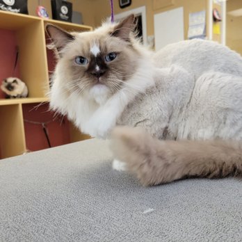 Paws R Us - Pet Groomers Near Me - Kyprt, New Jersey