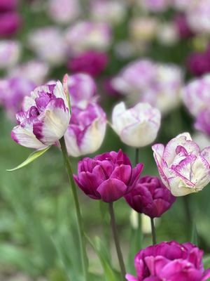 Veldheer Tulip Gardens by null