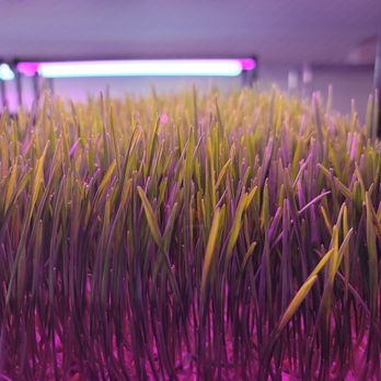Delta Microgreens - Food Delivery Services Near Me - Fairfield, California Delta Microgreens - Food Delivery Services Near Me - Fairfield, California