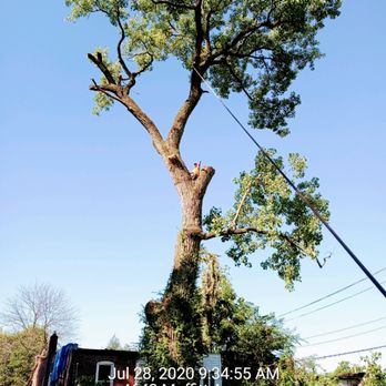 1. Thompson's Tree Care & Landscaping