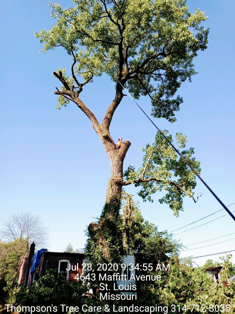 Thompson's Tree Care & Landscaping - tree service in Saint Louis, MO