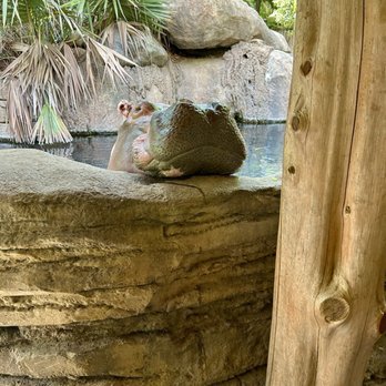 Fort Worth Zoo - Hippo - Zoos Near Me - Fort Worth, Texas Fort Worth Zoo - Hippo - Zoos Near Me - Fort Worth, Texas