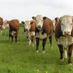 Olde Village Meats - Beef