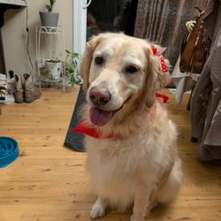 Kellie's Dog House - Tessa is ready for Valentine's day.