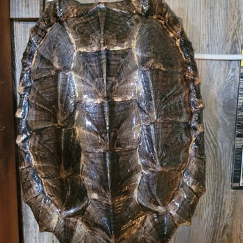 Ultimate Swamp Adventures - the closest thing was this decor of the Snapping turtle. - Tours Near Me - Westwego, Louisiana
