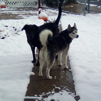 Bark Busters Home Dog Training - Reno - Max and Kira! - Pet Training Near Me Bark Busters Home Dog Training - Reno - Max and Kira! - Pet Training Near Me