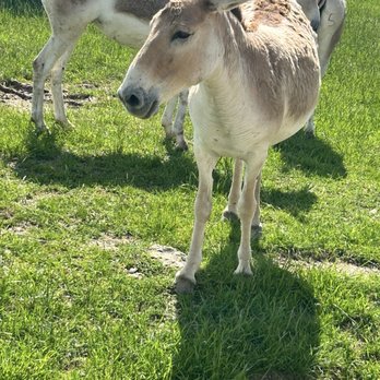 The Wilds - Animals - Parks Near Me - Cumberland, Ohio The Wilds - Animals - Parks Near Me - Cumberland, Ohio