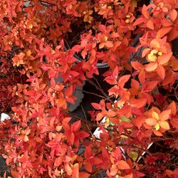 The Apple House Home and Garden Center - Untitled