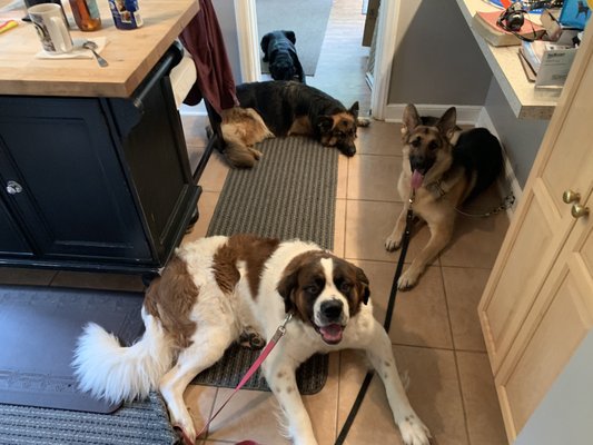 empire state k9 training