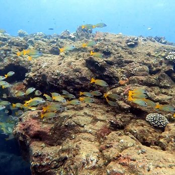 Seasport Divers - Fishes - Scuba Diving Near Me - Koloa, Hawaii Seasport Divers - Fishes - Scuba Diving Near Me - Koloa, Hawaii
