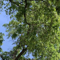 Jefferson Elementary School - Gorgeous mature trees on campus