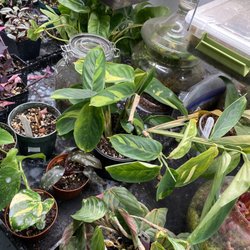 Plants