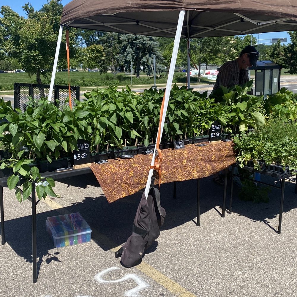 Northside Farmers Market - a table of plants - Farmers Market Near Me - Madison, Wisconsin