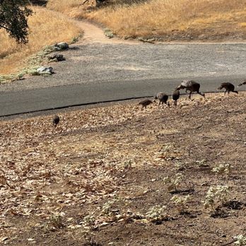 Codorniz Campground - Wild turkeys - Lakes Near Me - Raymond, California Codorniz Campground - Wild turkeys - Lakes Near Me - Raymond, California